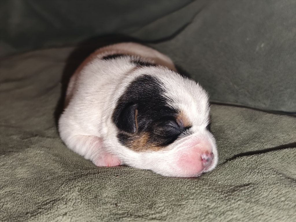 De L'airial De Laguloup - Chiots disponibles - Parson Russell Terrier
