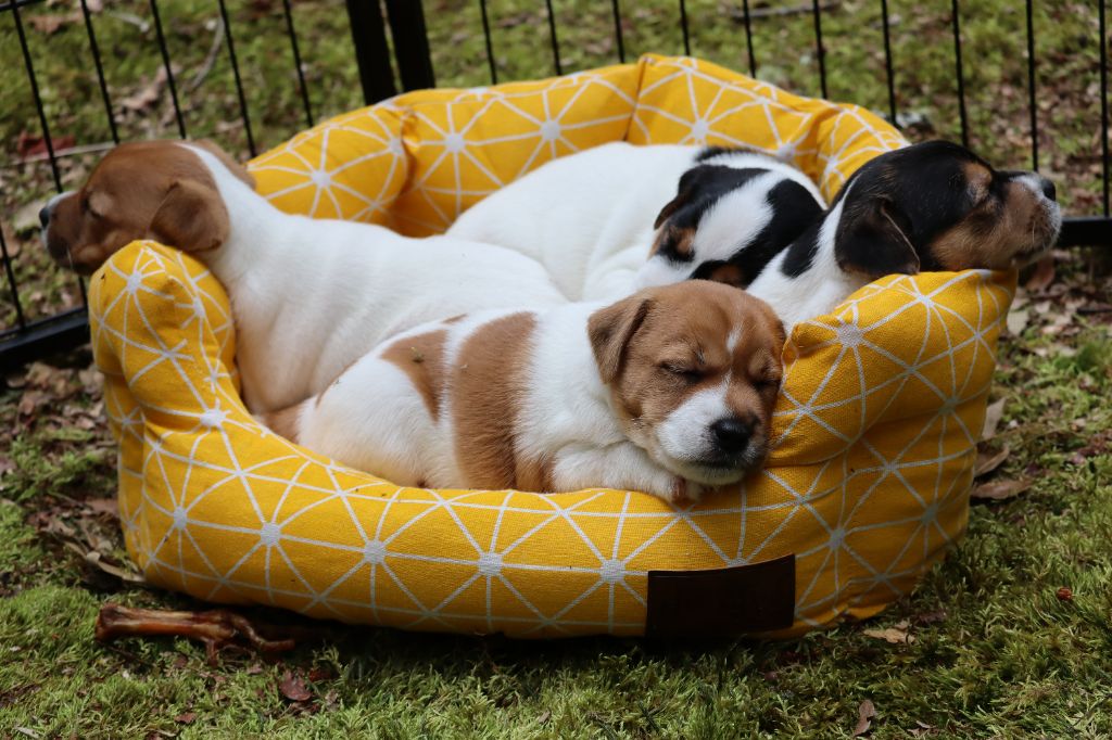 Chiot Parson Russell Terrier De L'airial De Laguloup