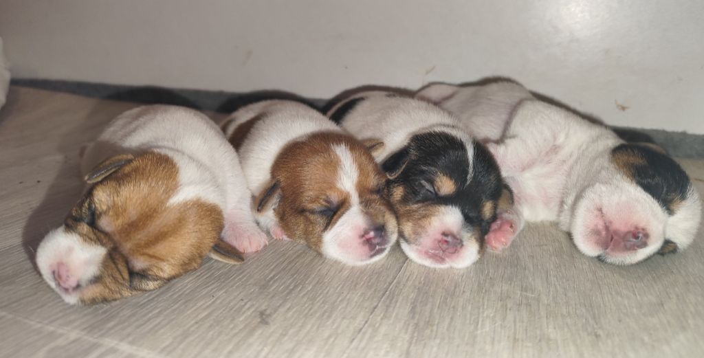 Chiot Parson Russell Terrier De L'airial De Laguloup