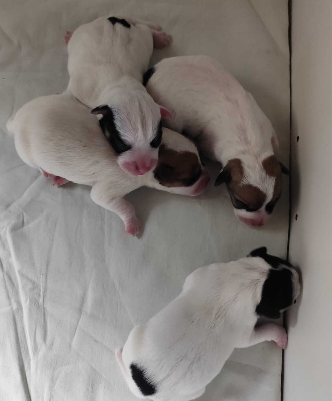 Chiot Parson Russell Terrier De L'airial De Laguloup