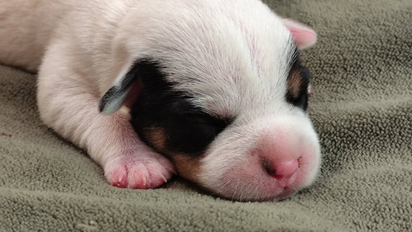 De L'airial De Laguloup - Chiots disponibles - Parson Russell Terrier
