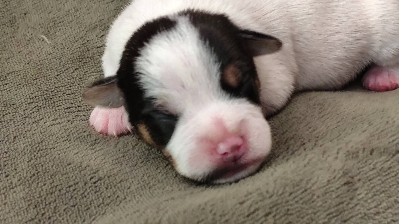 De L'airial De Laguloup - Chiots disponibles - Parson Russell Terrier