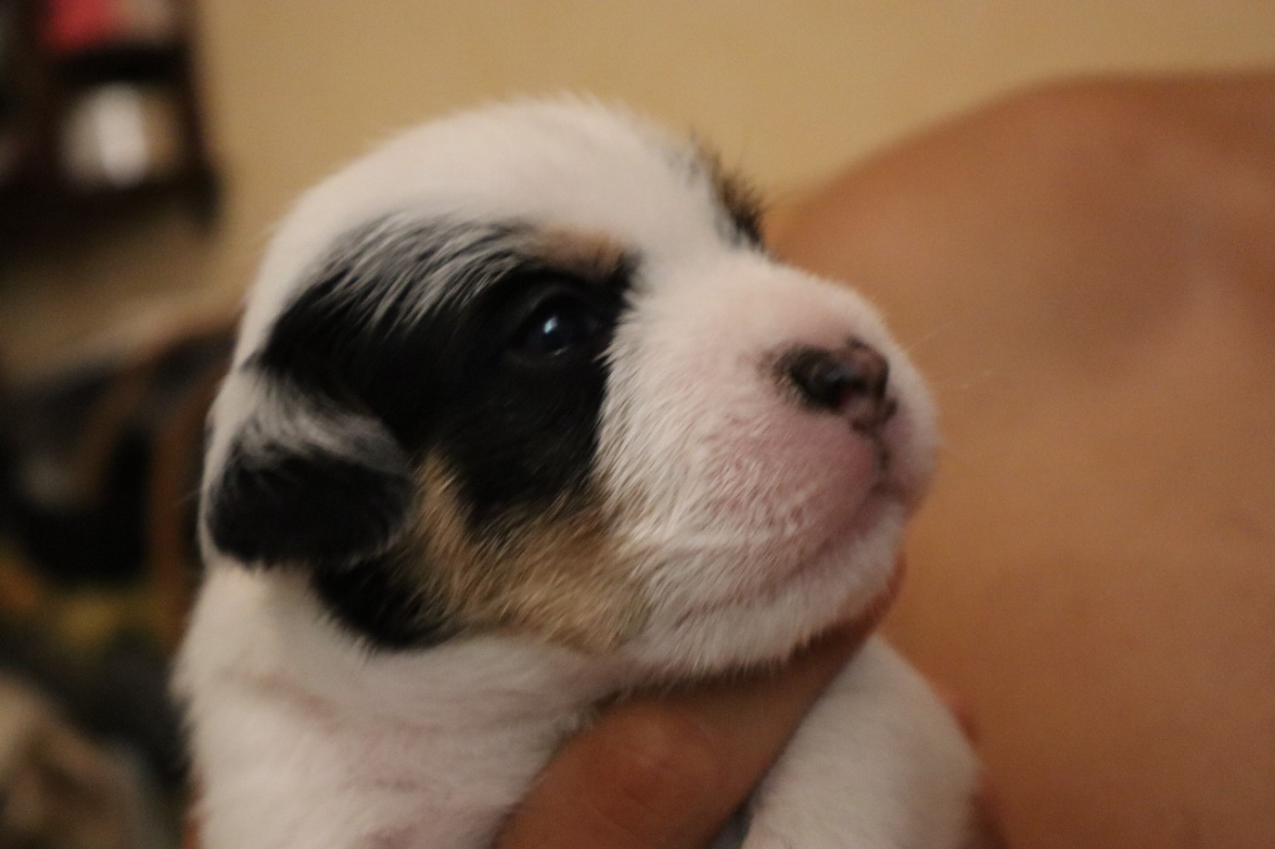 De L'airial De Laguloup - Chiots disponibles - Parson Russell Terrier