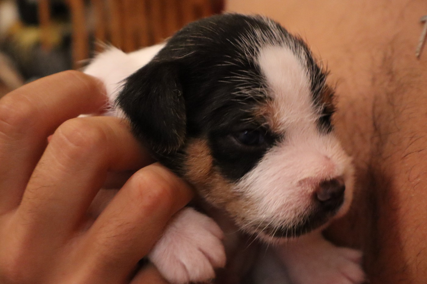 De L'airial De Laguloup - Chiots disponibles - Parson Russell Terrier