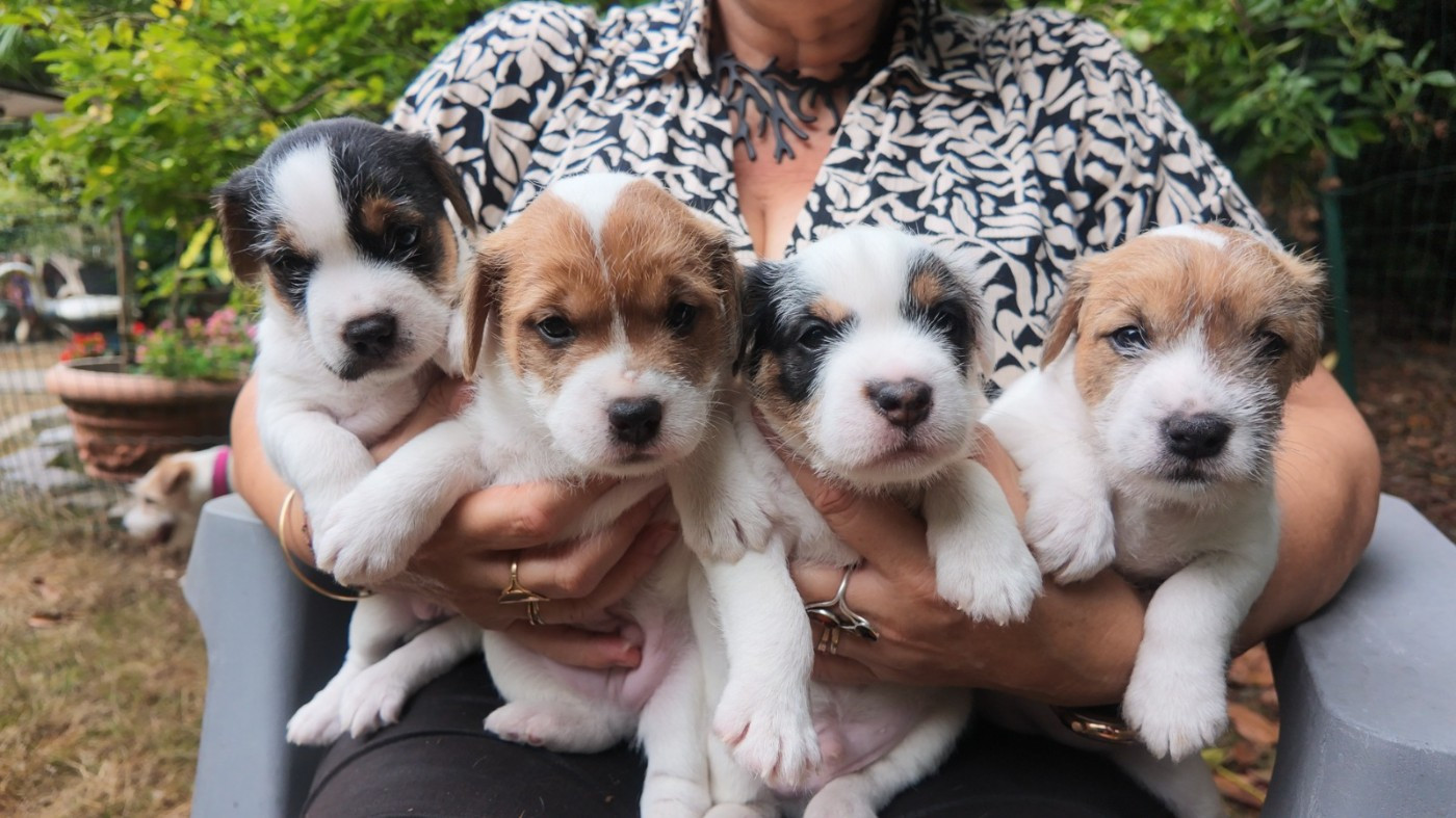 Chiot Parson Russell Terrier De L'airial De Laguloup