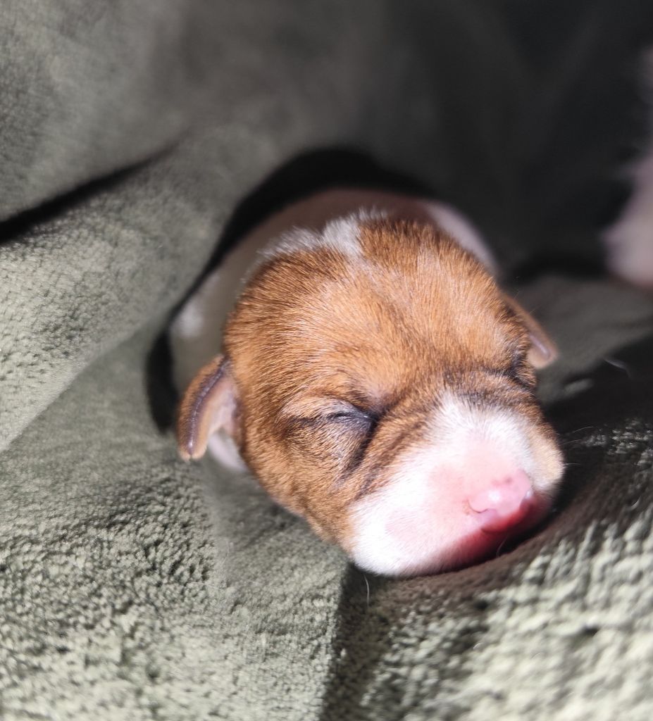 De L'airial De Laguloup - Chiots disponibles - Parson Russell Terrier