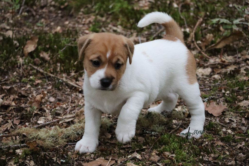 De L'airial De Laguloup - Chiots disponibles - Parson Russell Terrier
