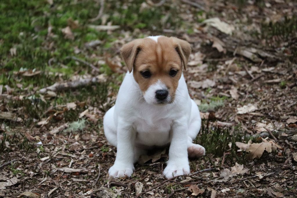 De L'airial De Laguloup - Chiots disponibles - Parson Russell Terrier