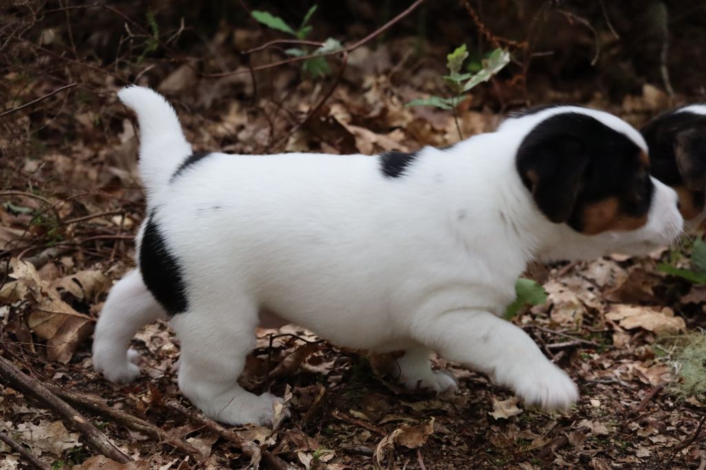 De L'airial De Laguloup - Chiots disponibles - Parson Russell Terrier