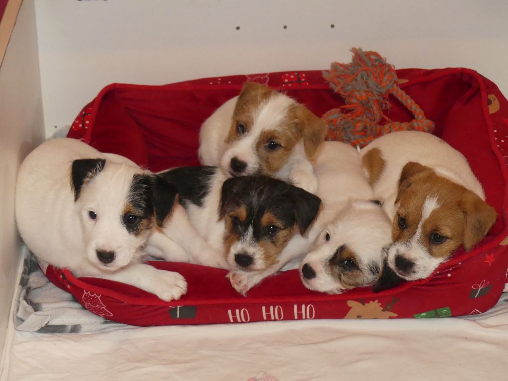 De L'airial De Laguloup - Parson Russell Terrier - Portée née le 16/09/2023