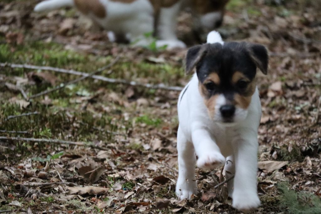 De L'airial De Laguloup - Chiots disponibles - Parson Russell Terrier